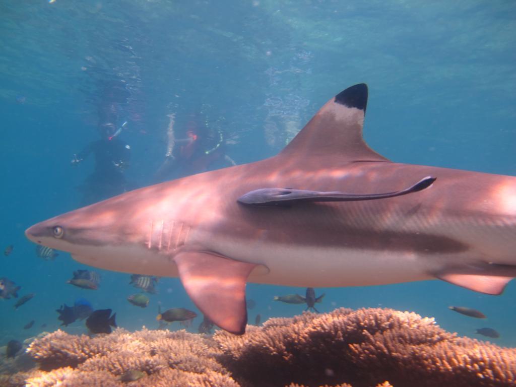 Ombak Dive Resort Perhentian Island Pulau Perhentian Kecil Zewnętrze zdjęcie